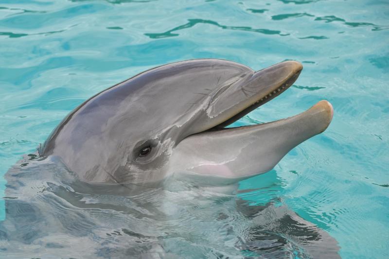 dolphin-34165421280