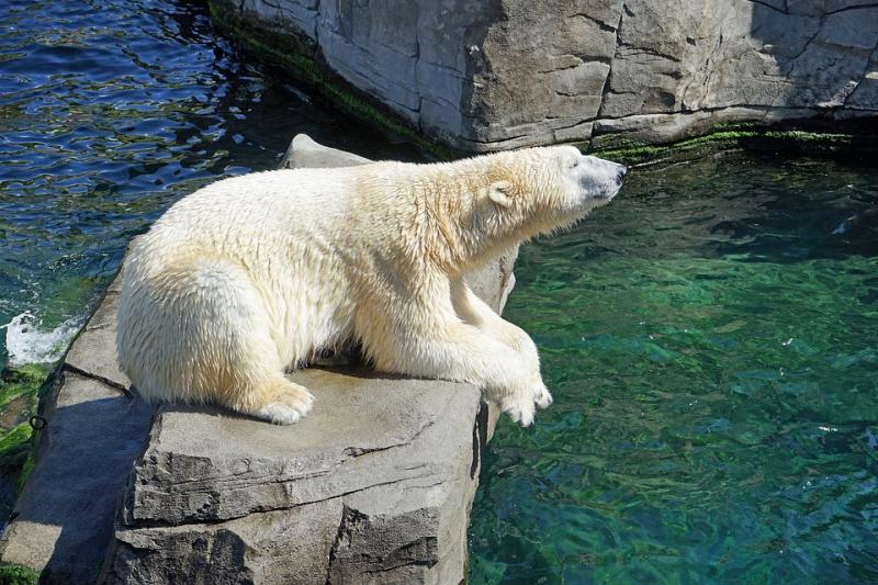 ijsbeer-ouwehands-dierenpark-begeleide-dagtocht