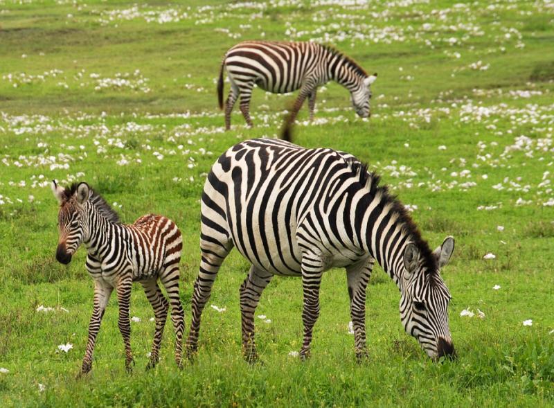 zebra-begeleide-dagtocht