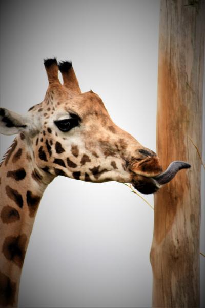 giraffe in wildlands emmen
