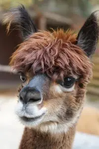 dierenbos