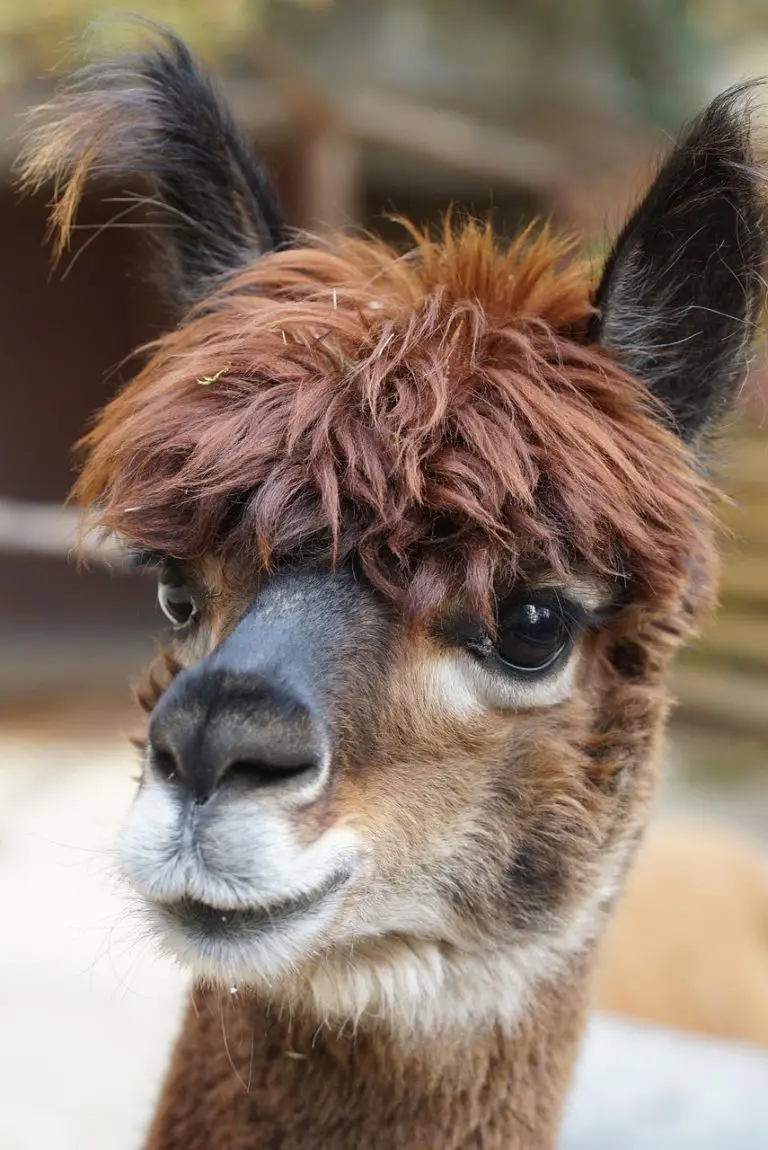 dierenbos